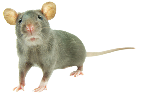 Dedetização de Rato na Brasilândia