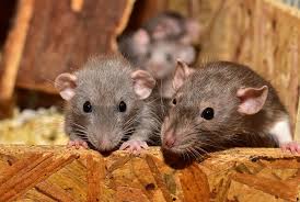 Mata Ratos em Pinheiros em Pinheiros